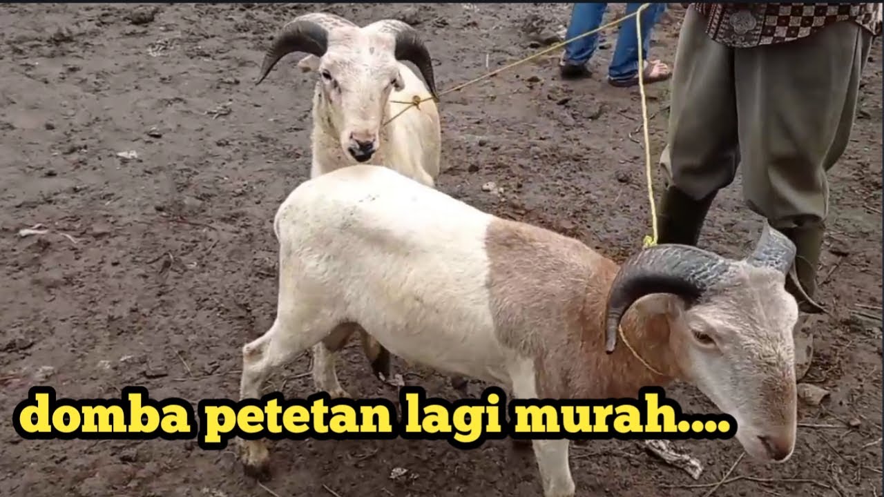 Update harga domba garut petetan di pasar singaparna tasikmalaya