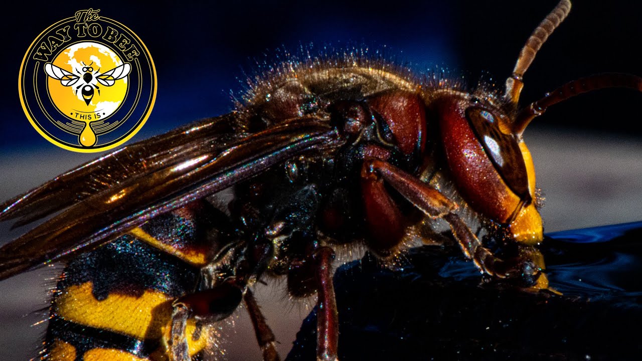 That Huge Wasp in Your Yard? It's Probably a European Hornet (And Here's Why You Shouldn't Panic)