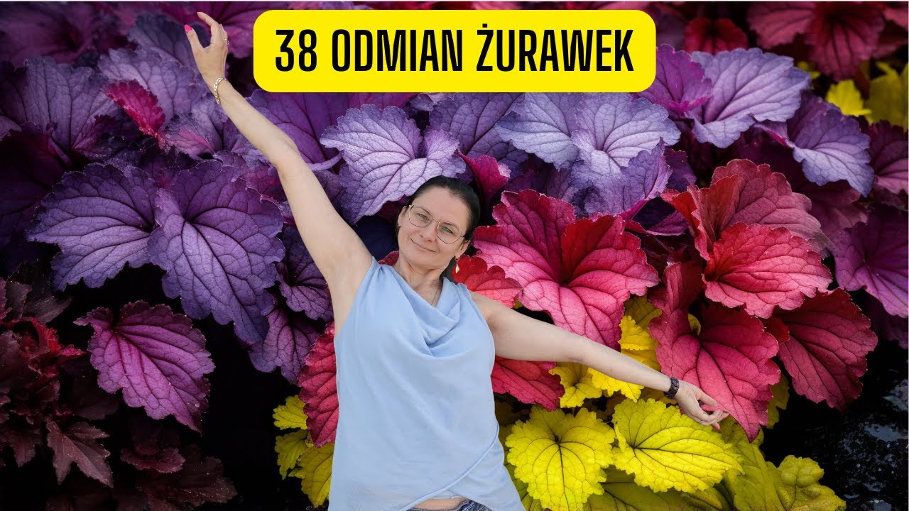 38 odmian Żurawek i Żuraweczek w jednym filmie – która Ci się podoba? (Dla miłośników)