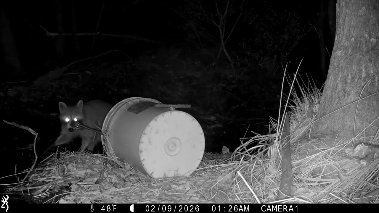 #Racoons #Bucket Set #UFO
