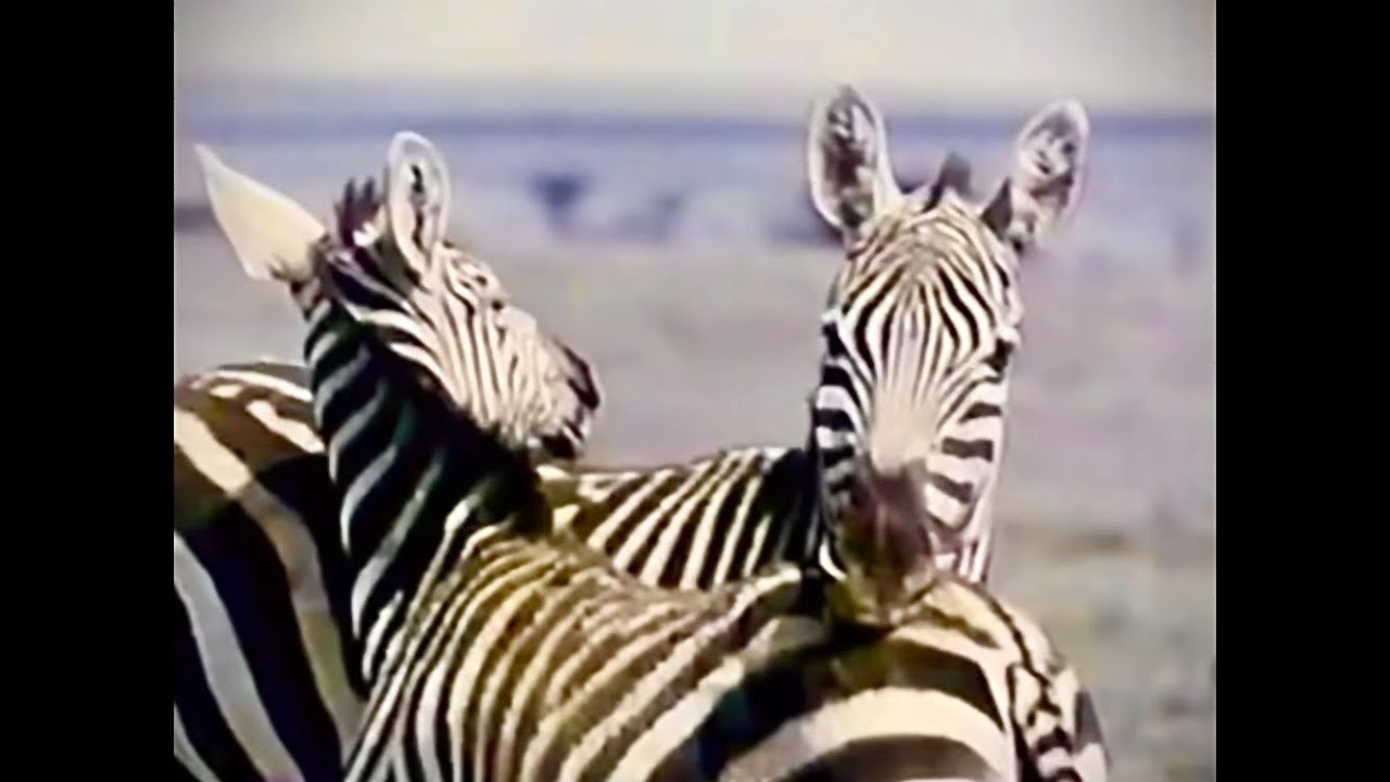 THE UNTAMED WORLD (Remastered) - African Wildlife 1971 (narration: Alan Small)