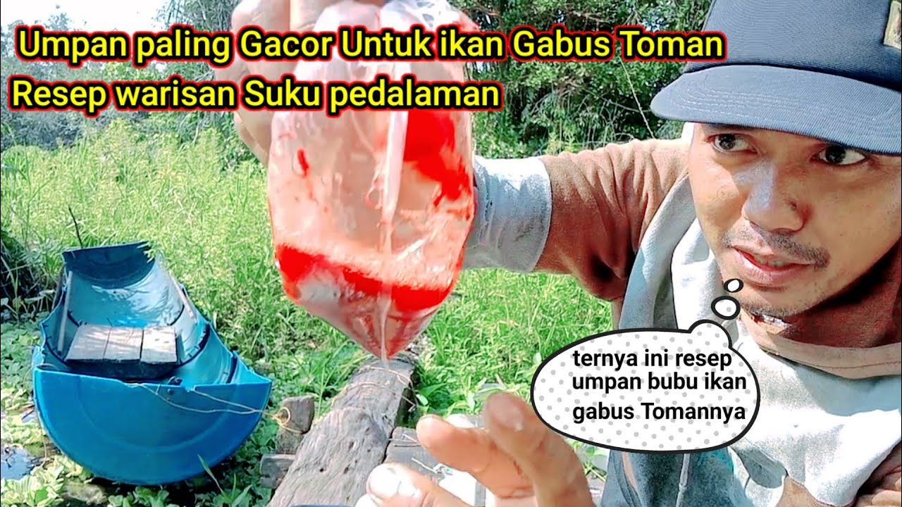 Umpan Jitu Untuk Bubu Ikan Gabus Dan Toman