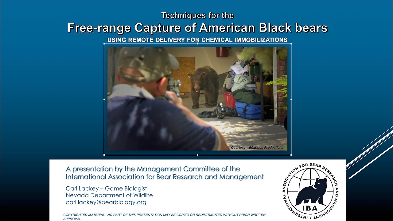 IBA Management Committee Webinar #3 - Free-range Capture of American Black Bears