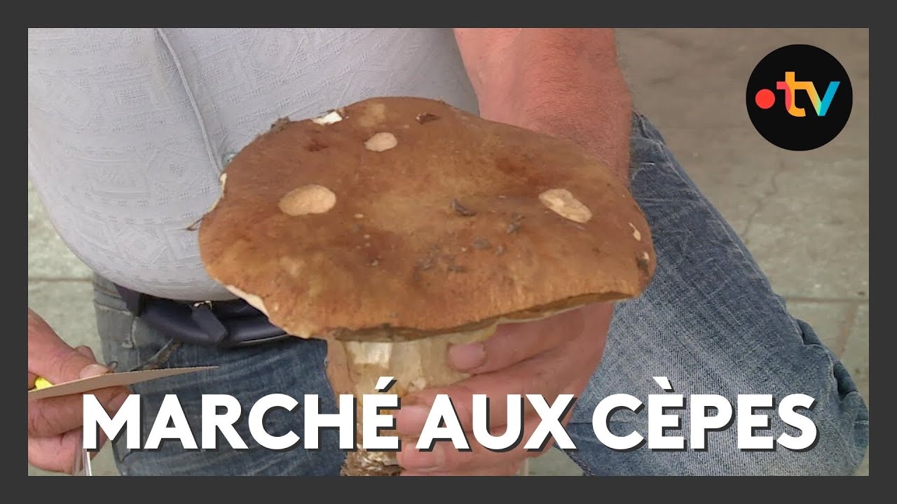 C&egrave;pes : 750 kilos de champignons pour le premier march&eacute; de Villefranche-du-P&eacute;rigord