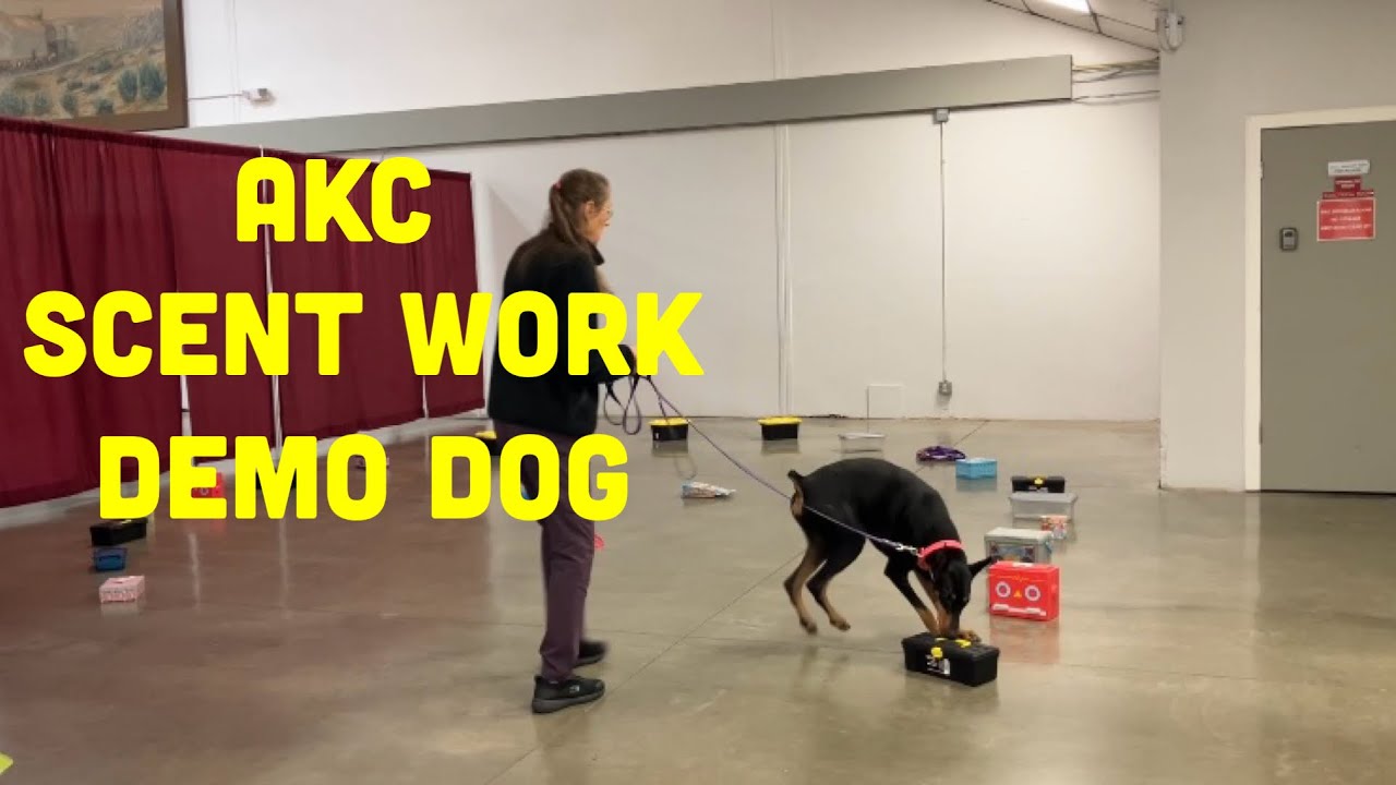 Работа по запаху AKC – Роль демонстрационной собаки