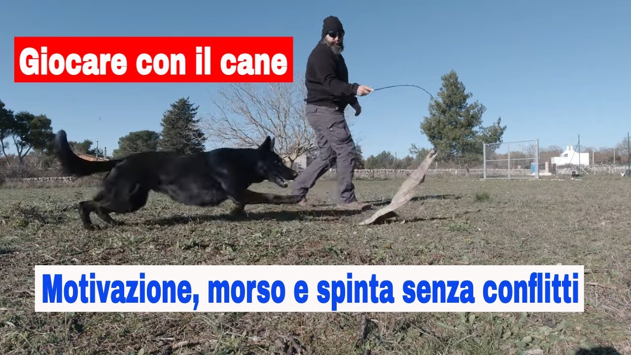 Giocare con il cane. Motivazione, morso e spinta senza conflitti