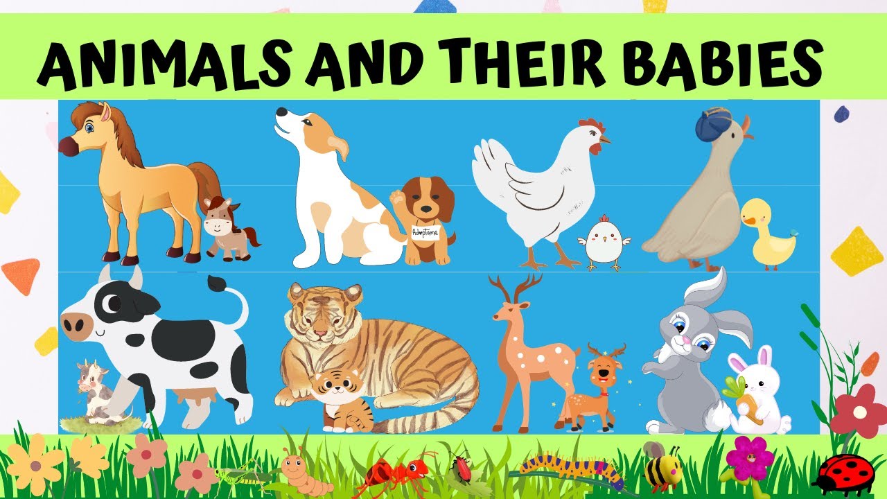 ENGLISH VOCABULARY : ANIMALS AND THEIR BABIES