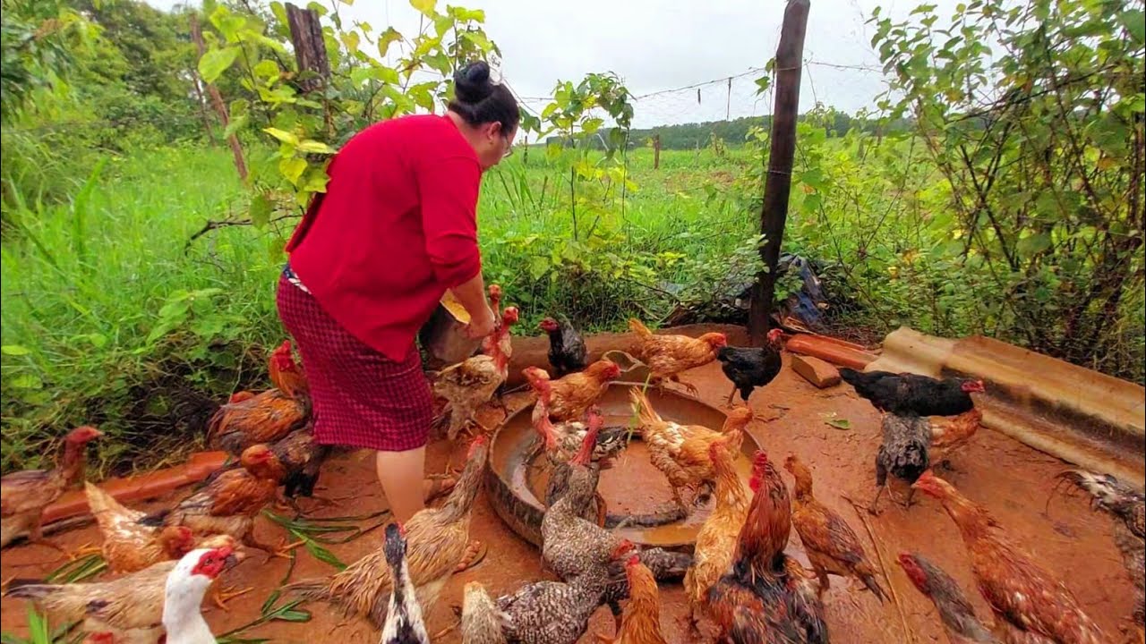 ROÇA, CHUVA E GALINHAS | MINHA ROTINA COMPLETA NO SÍTIO 