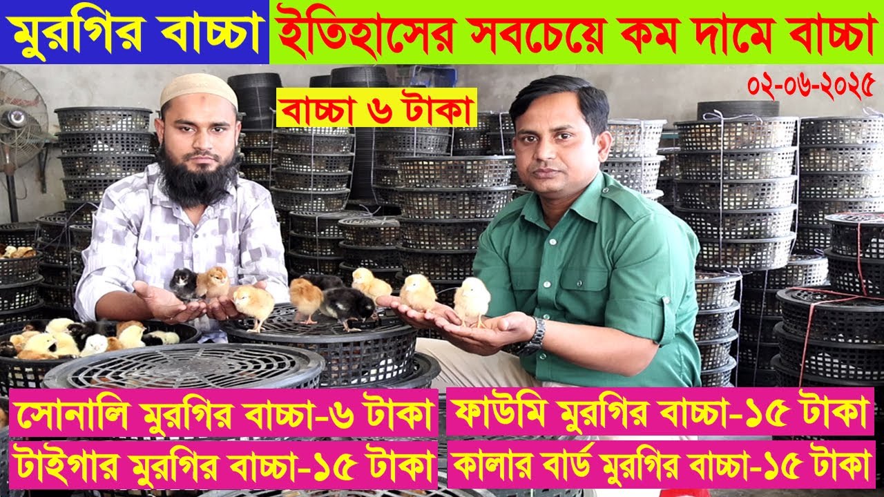 মুরগির বাচ্চা ৬ টাকা । ইতিহাসের সবচেয়ে কম দাম । বগুড়া । Murgir bassa । Poultry farming । Swadesh BD