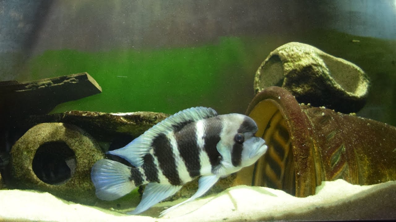 How to Get Your Frontosas to Breed!