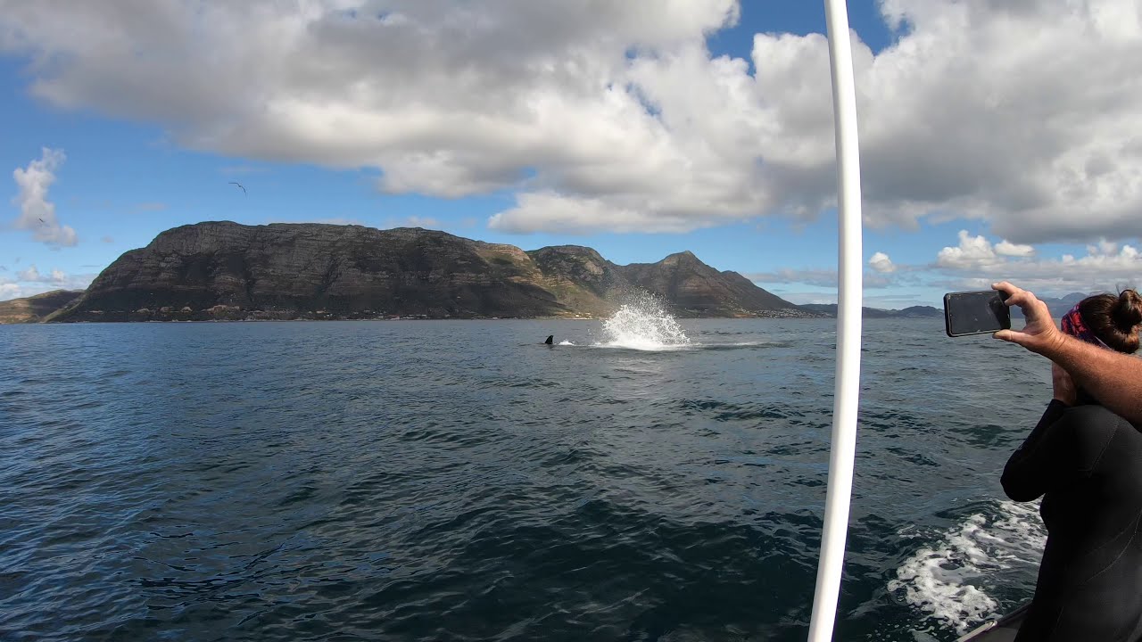 Phenomenal experience with Orcas (Killer Whales) in False Bay, South Africa (Wait till the end!)