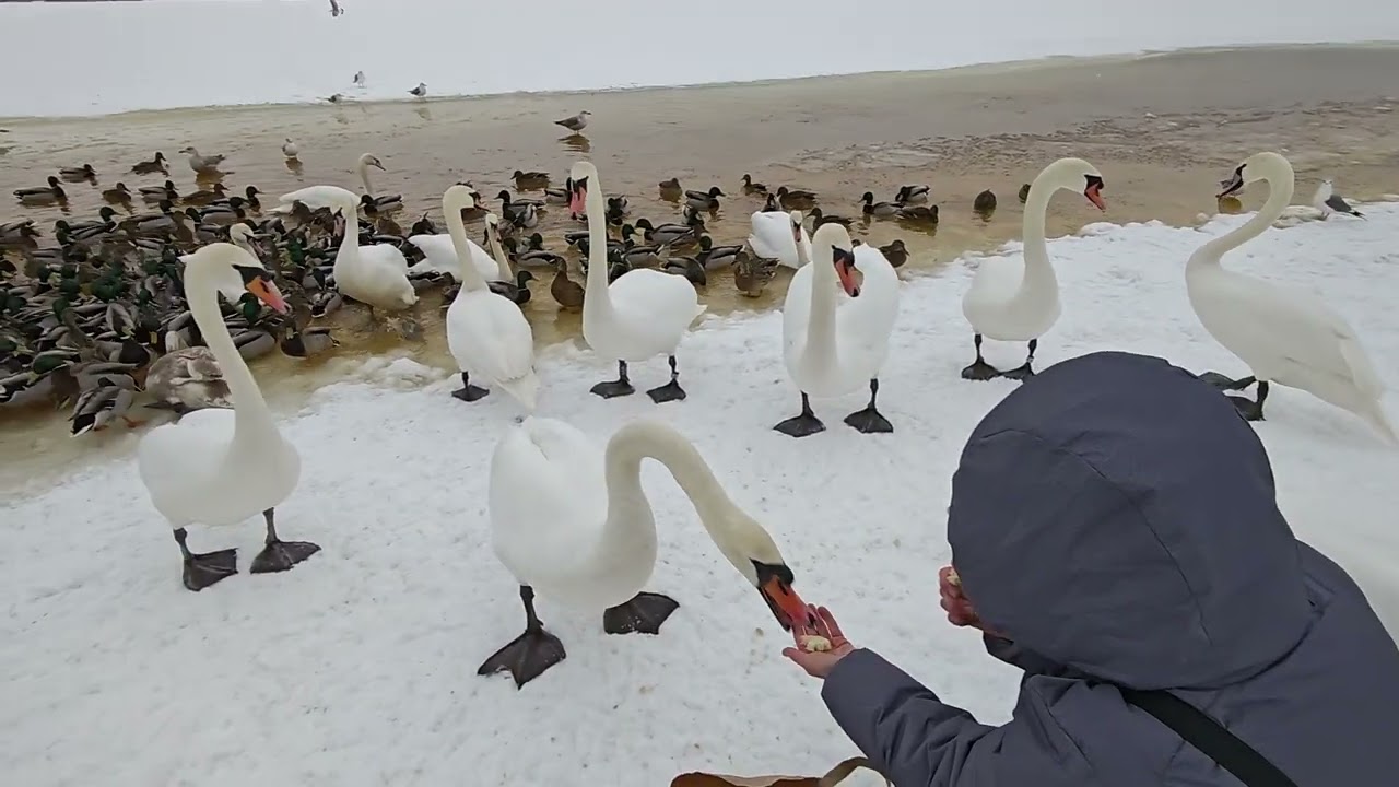 Swans