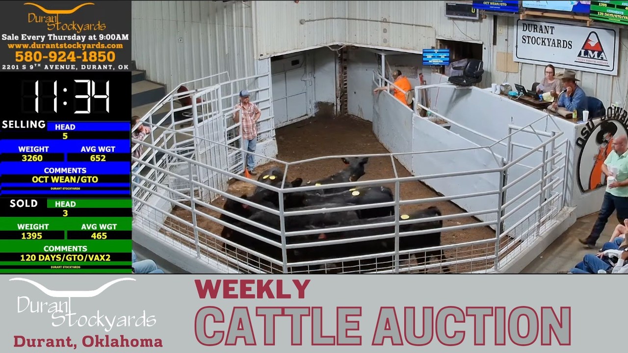 Oklahoma Cattle Market Live: Durant Stockyards Auction Action | Feb 26, 2026