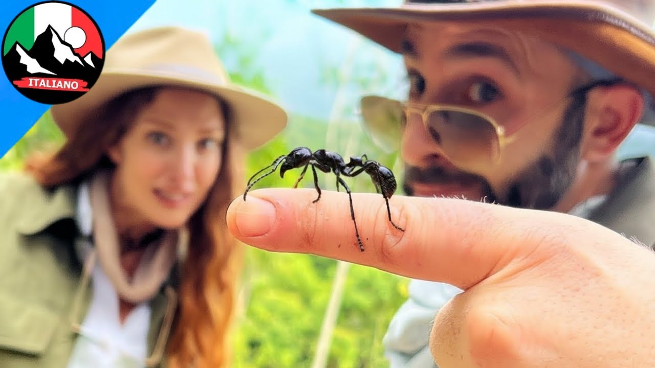 Mi Sono Fatto Pungere dalla Formica Pi&ugrave; Dolorosa del Mondo | Brave Wilderness Italiano