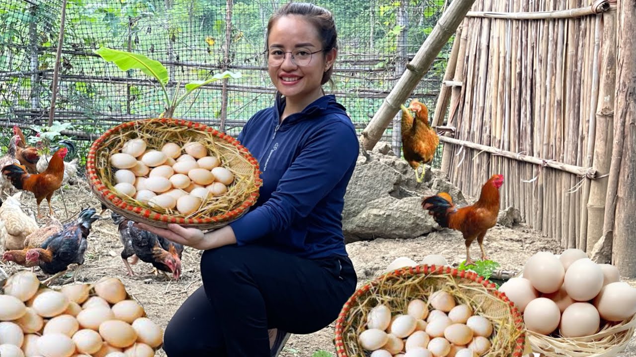FULL VIDEO: 60 Day Harvest chicken eggs, make dried fish to sell at the market