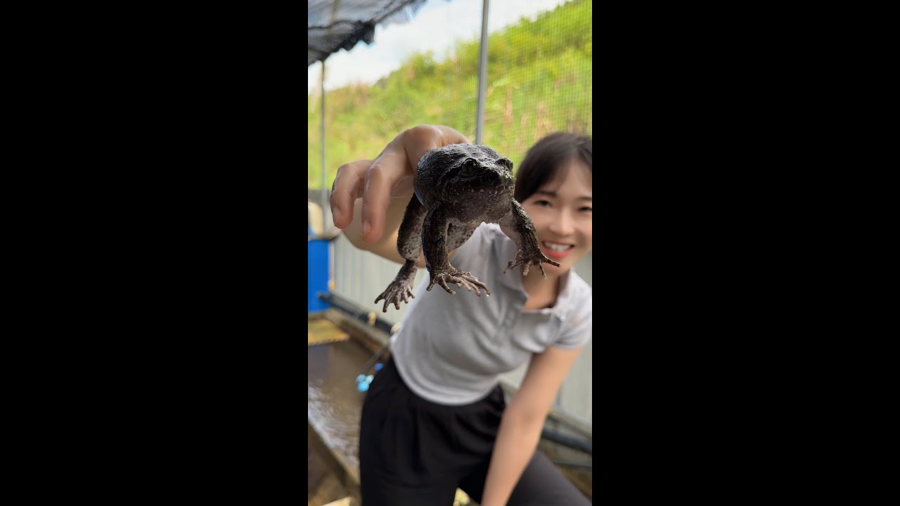 表弟带我去山里找石蛙，两三年只能长几两，吃起来真的鲜掉眉毛