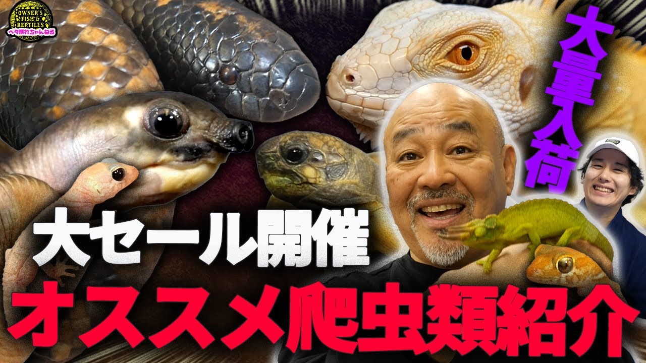 【大量入荷】セールのためにたくさん爬虫類を入荷しました！！