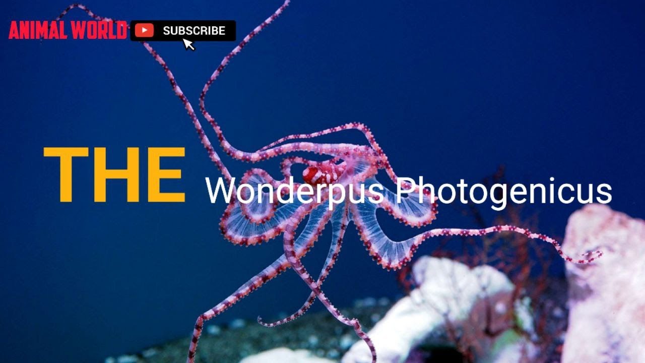 Meet the Mesmerizing Wunderpus Photogenicus!