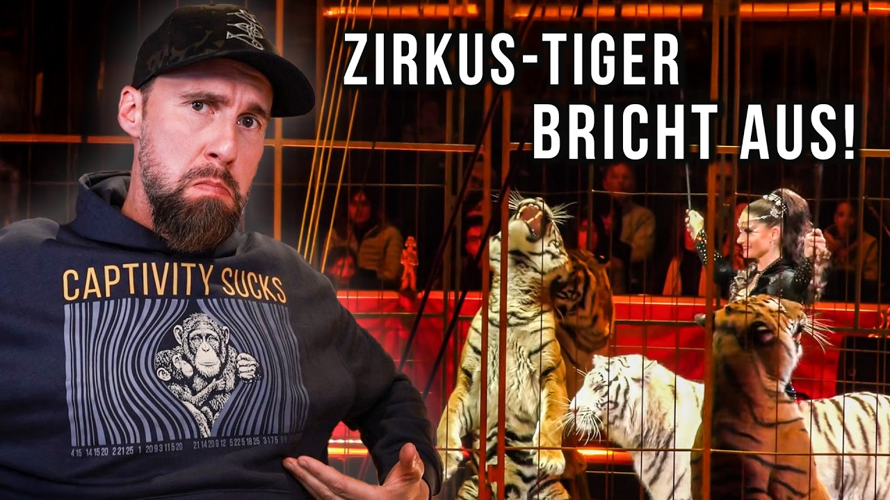 Tiger von Carmen Zander bricht aus & verletzt einen Mann?! | Robert Marc Lehmann reagiert