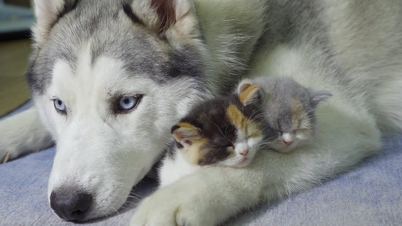 My Husky Helps Mama Cat Babysit Her Kittens So Well