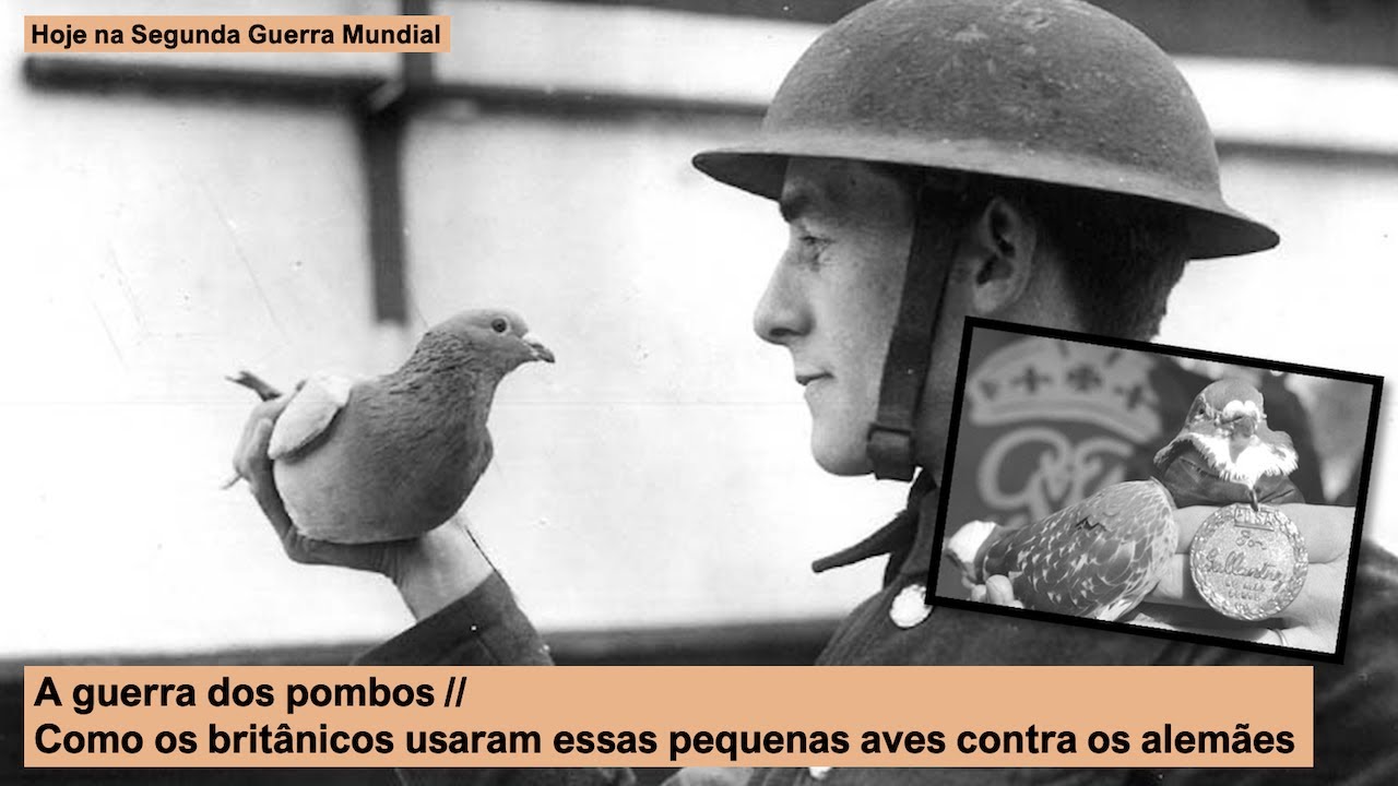 A guerra dos pombos – Como os britânicos usaram essas pequenas aves contra os alemães