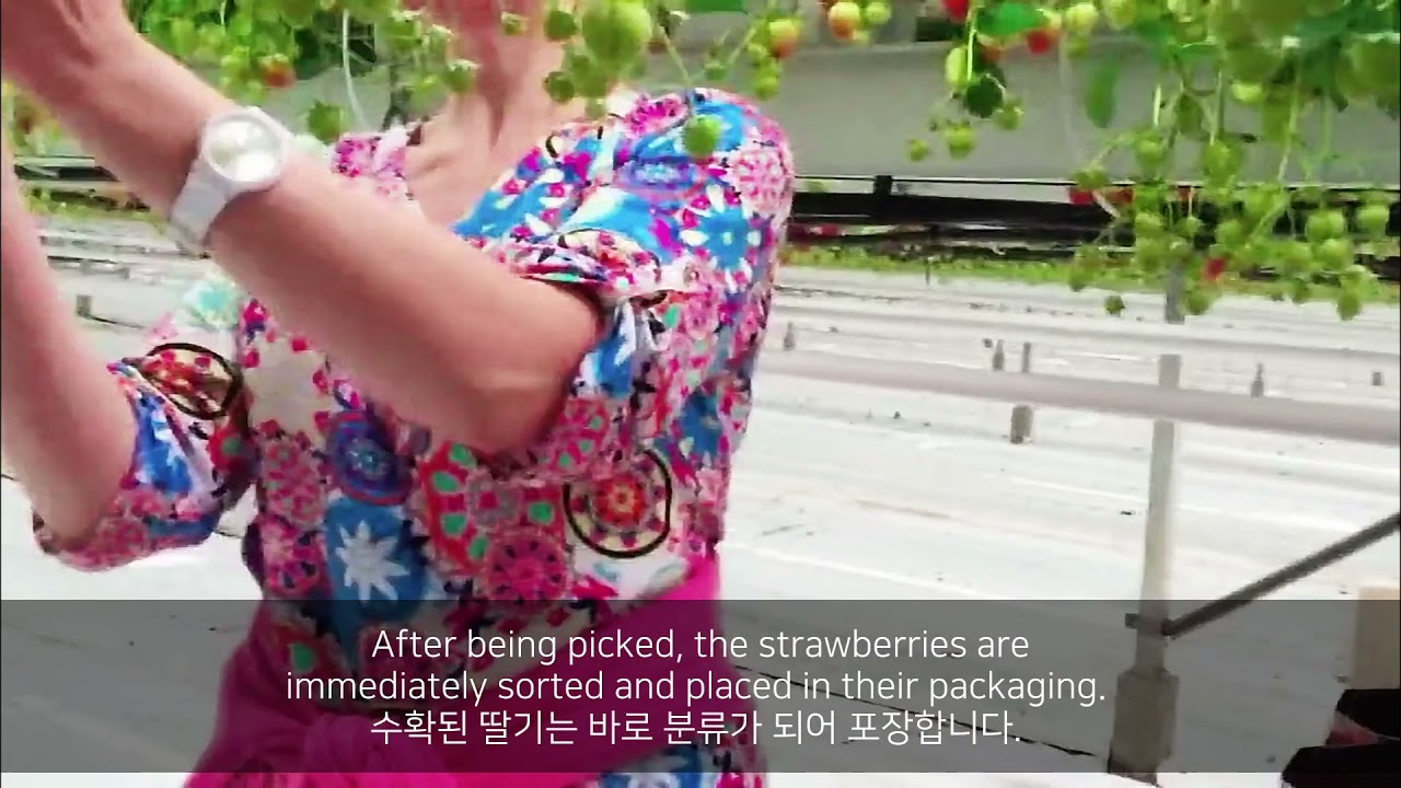 네덜란드 딸기농장 1년 농사 주기