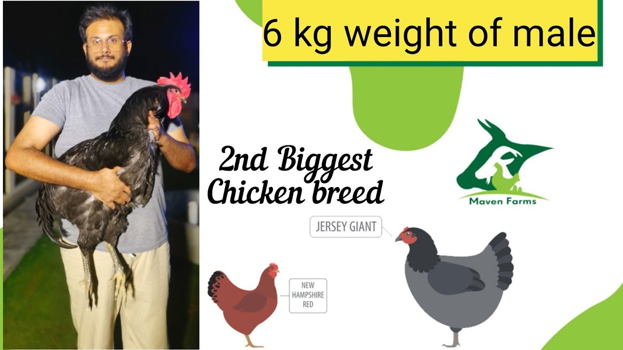 Jersey Giant and Wyandotte || New addition || Ringbirds || Maven Farms