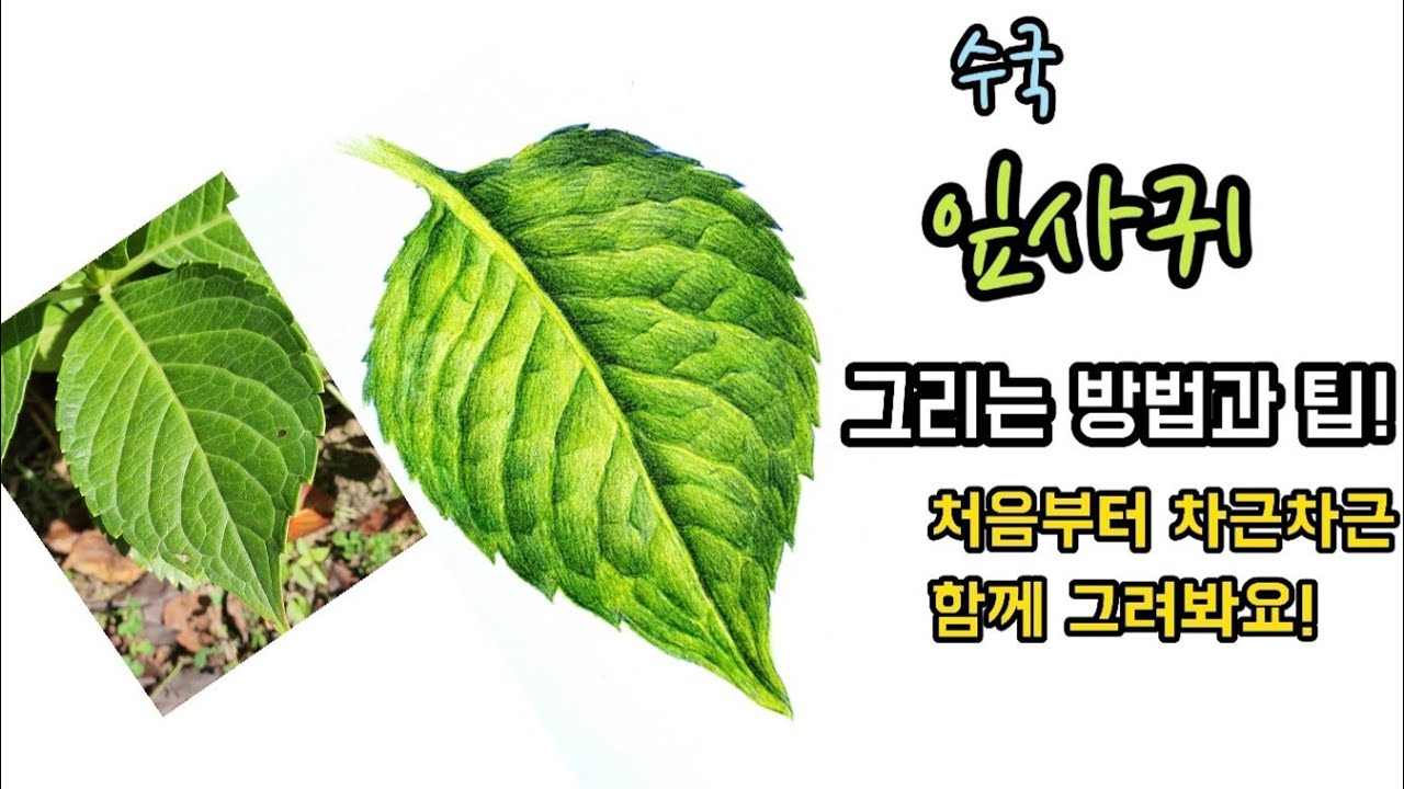 [보태니컬아트]잎사귀 그리는 방법 팁!/수국 잎사귀 그리는법