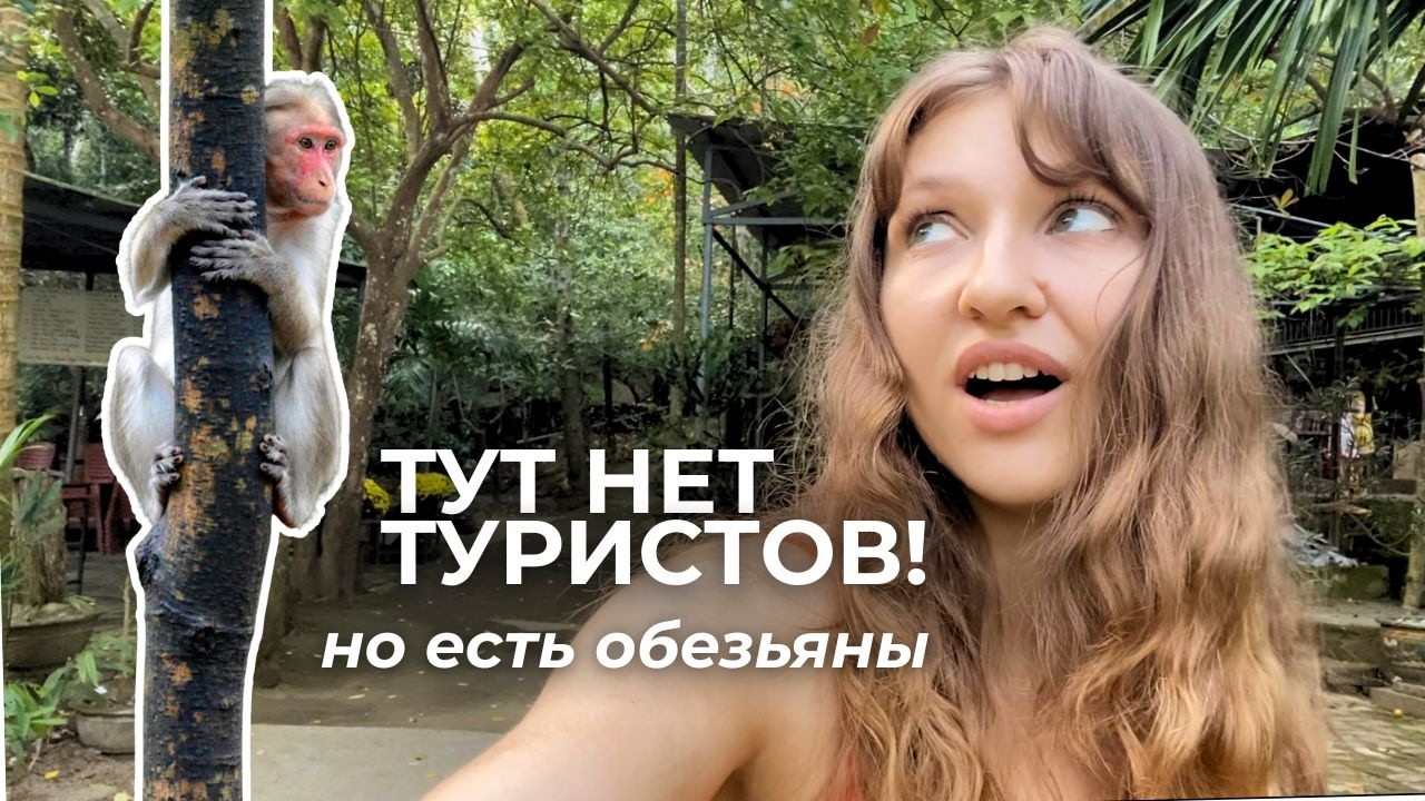 Секретное кафе в джунглях Дананга, куда приходят обезьяны (Вьетнам)