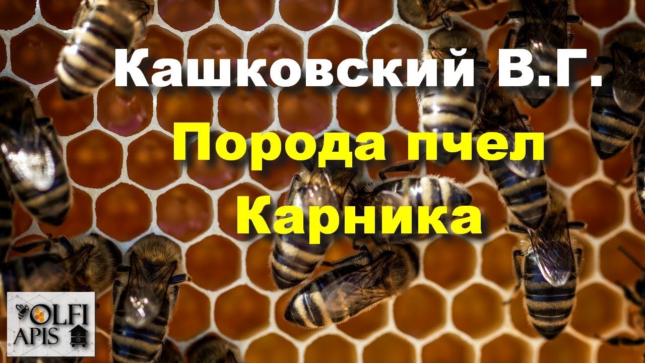 #Кашковский В.Г. Порода пчел Карника