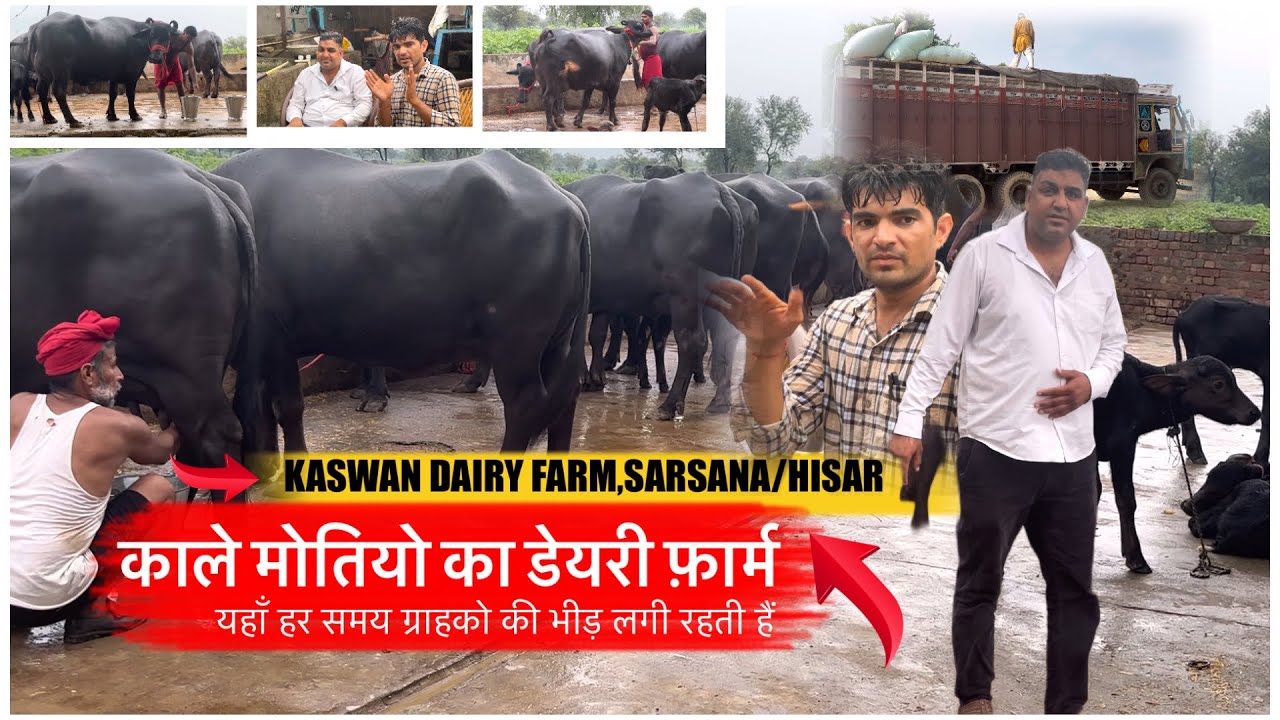 काले मोतियो का डेयरी फ़ार्म || KASWAN DAIRY FARM,SARSANA,HISAR