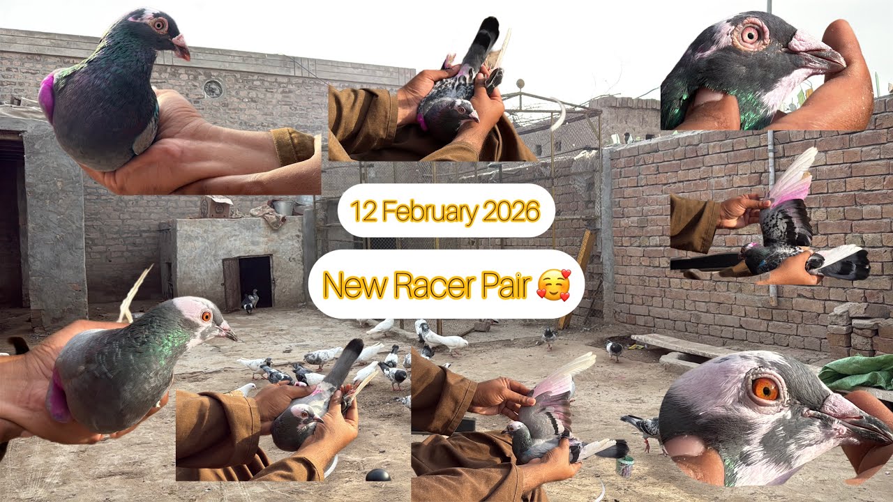 My Home Breed Racer Patha Pair Ka ShooQ Kiya 12 February 2026 | KHAKHI PIGEONS