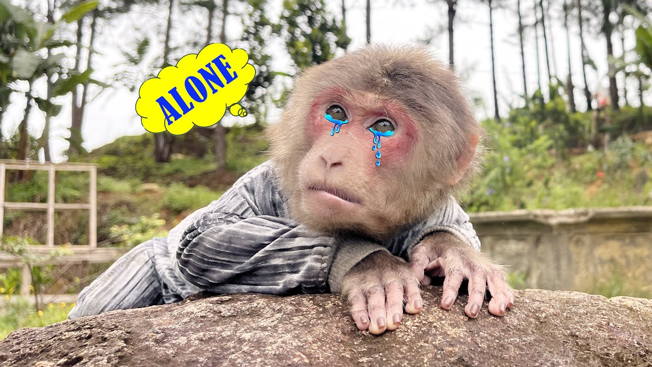There are no words... to describe Monkey Max's situation and mood right now