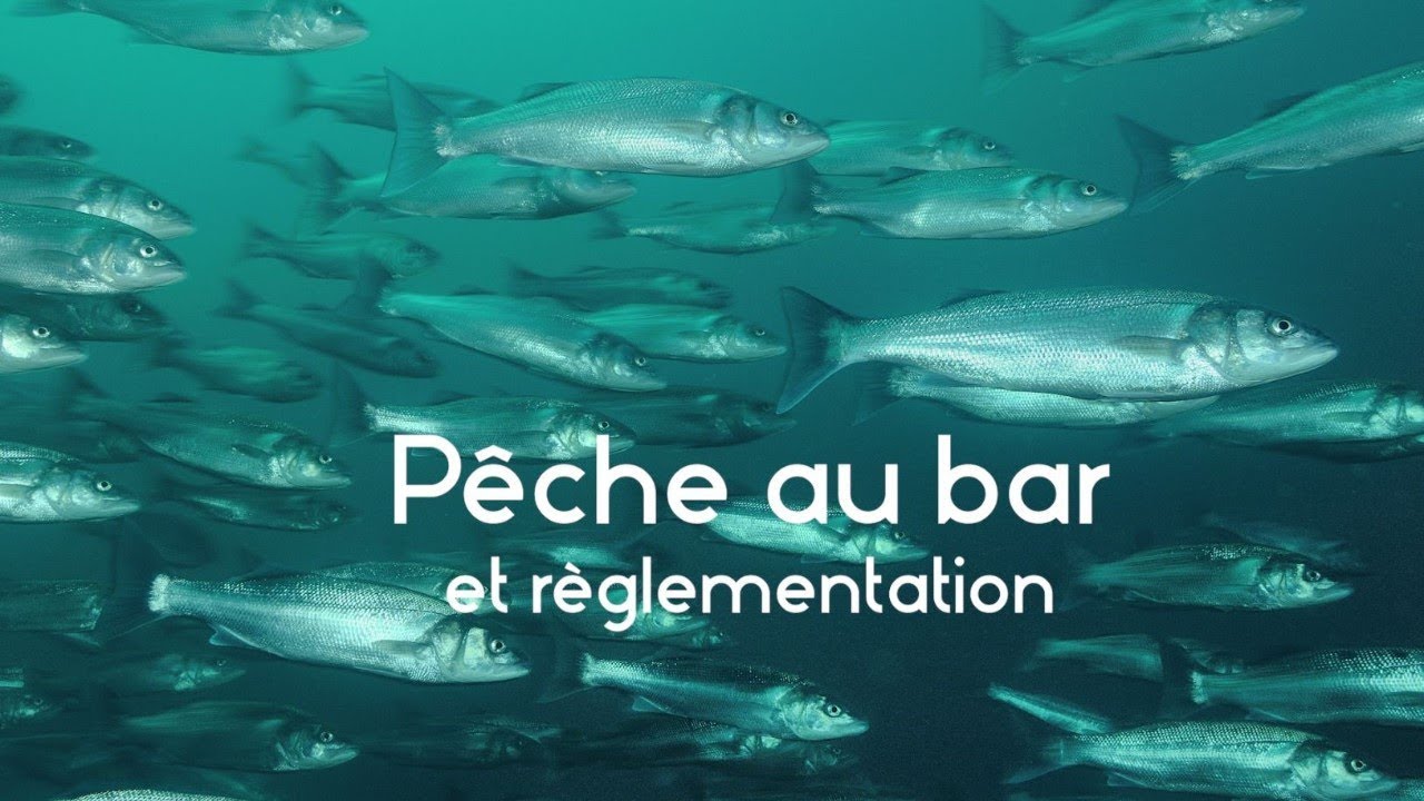 R&eacute;glementation pour la p&ecirc;che de loisir du bar en Atlantique