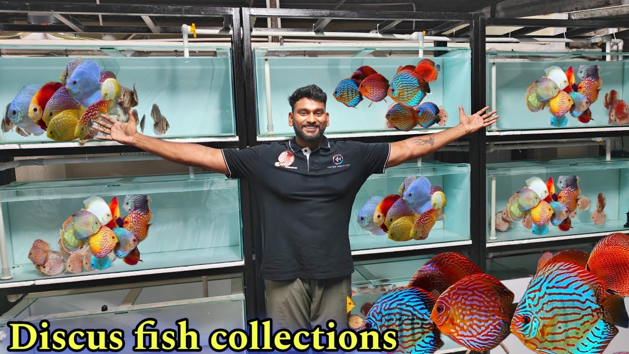 Imported Discus? This Farm Has ALL of Them! | தமிழ்
