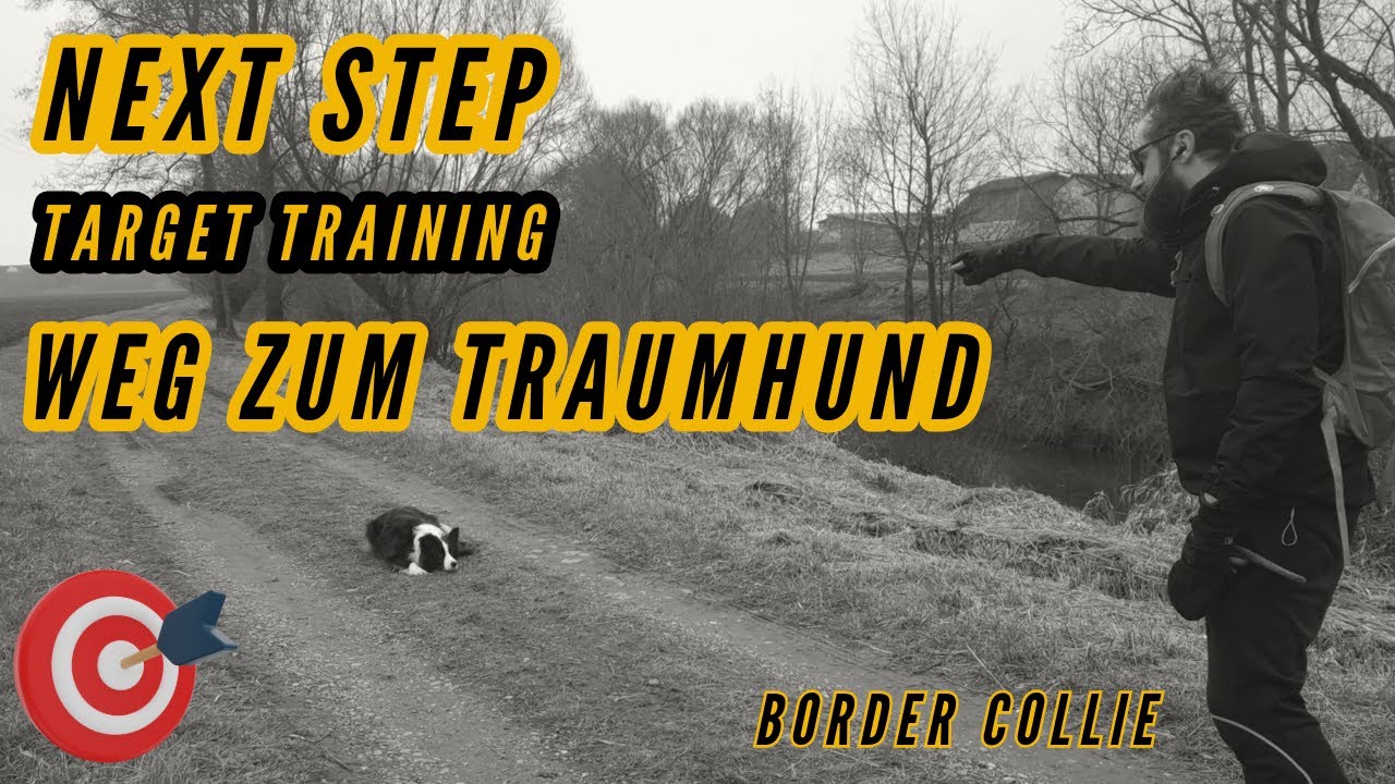 Mach dieses Training mit deinem Border Collie Hund - Targettraining Schritt f&uuml;r Schritt Anleitung
