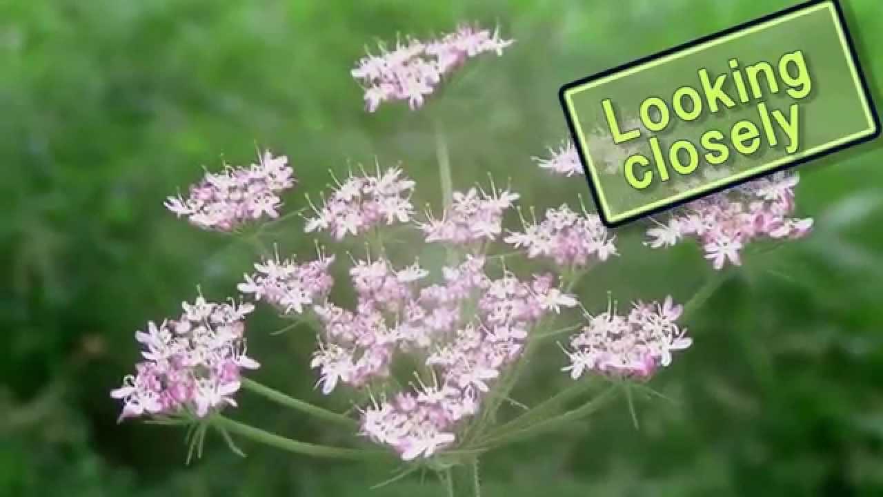 Learning from Plants at Pishwanton Wood (5th - 6th of July 2014)