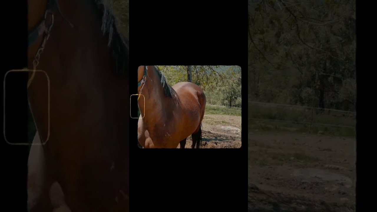 Horse Short Video 