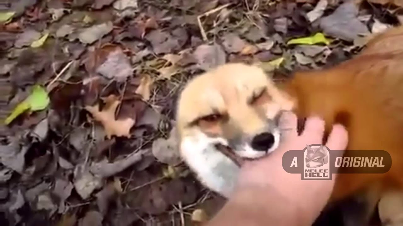 How to Seduce a Fox in the Year 20XX