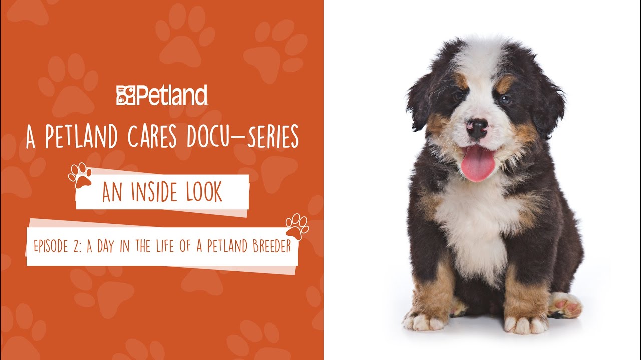 Petland - An Inside Look - Mini Docu-series Episode 2: A day in the life of a Petland Breeder (2020)