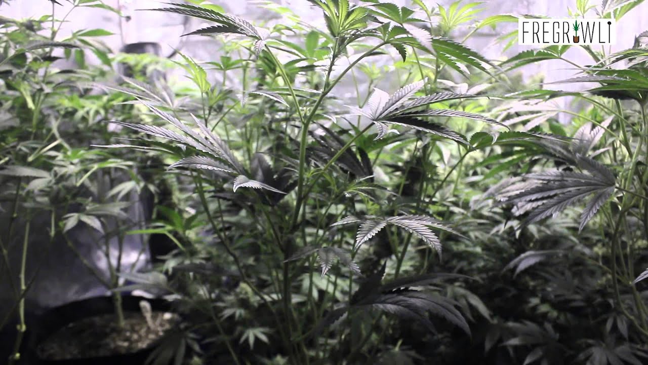 [Week 1 Flower] Pineapple Express + Sharksbreath + Kosher Tangie Clones
