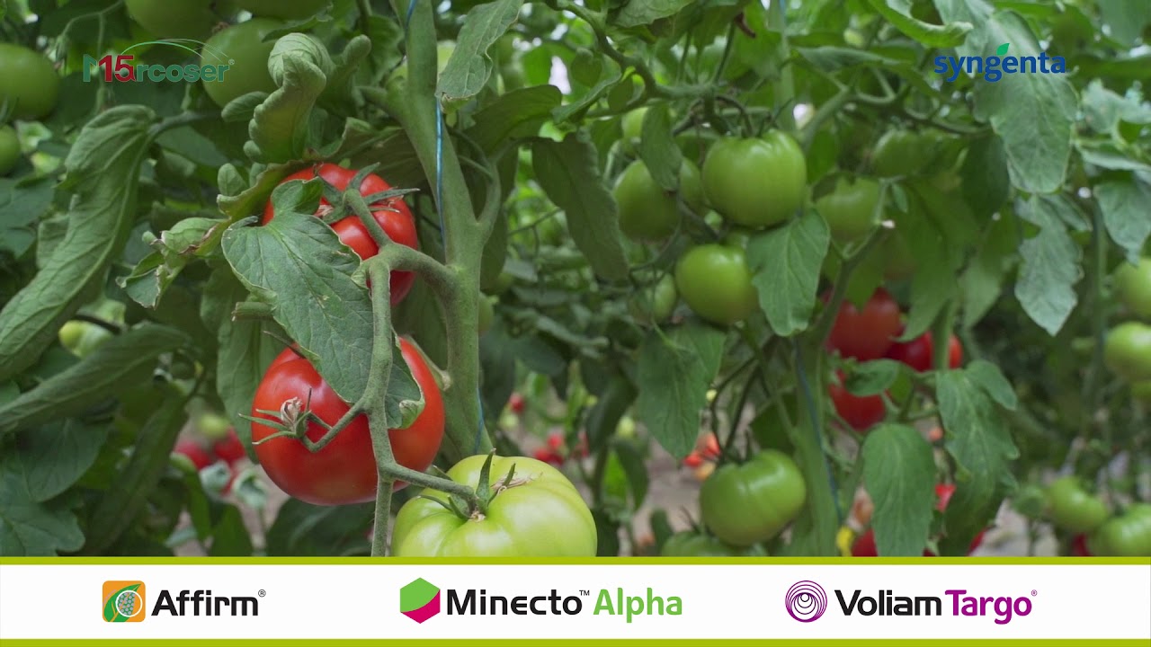 Prezentare tehnologie Syngenta pentru cultura de tomate