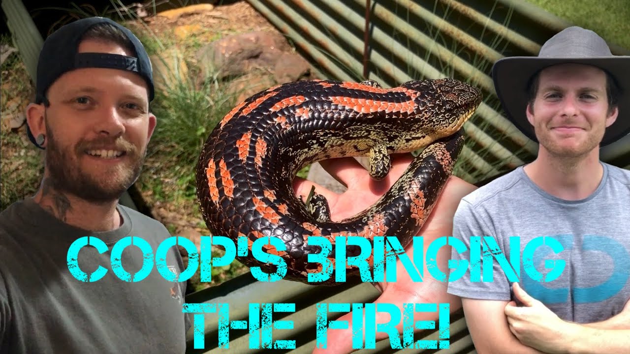VISITING COOP’S REPTILES -Australian Reptile Collection!