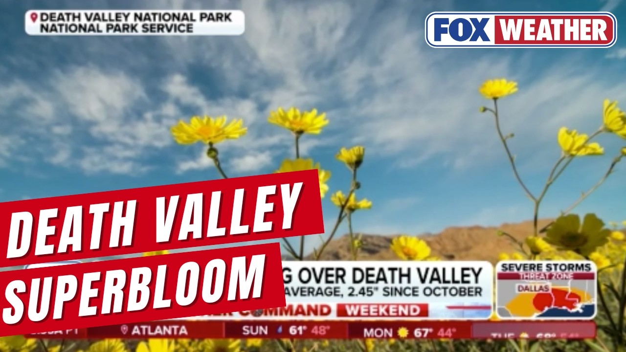 Death Valley Likely To See Vibrant Colors Due To Rare Superbloom This Year