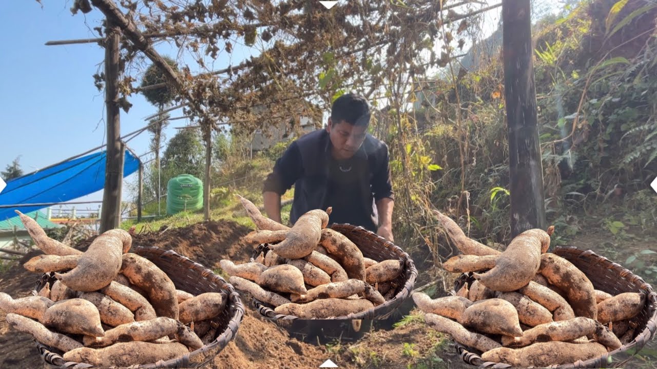 Iskush Ko Jara Heavy Niskiyo Aaju||Rimbick Rural Village Life||Organic Village Of Darjeeling||