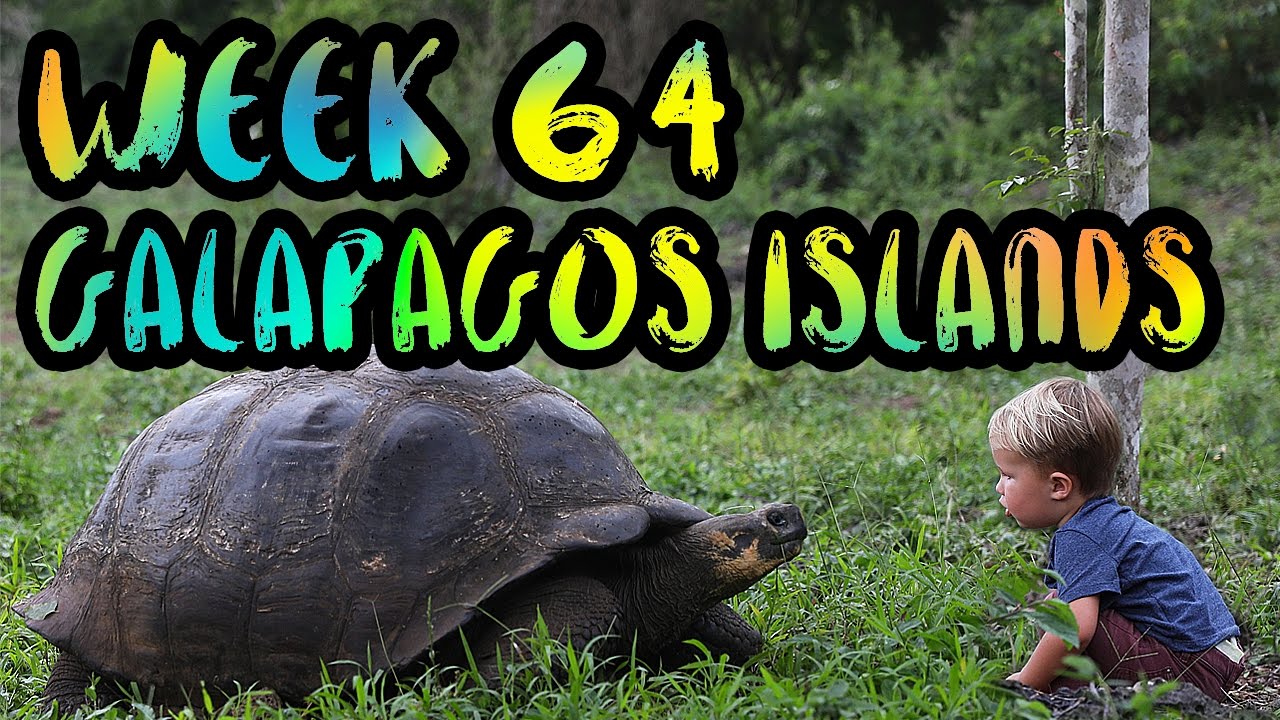 SWIMMING WITH PENGUINS and SEA LIONS in GALAPAGOS!! /// WEEK 64 : Galapagos Islands