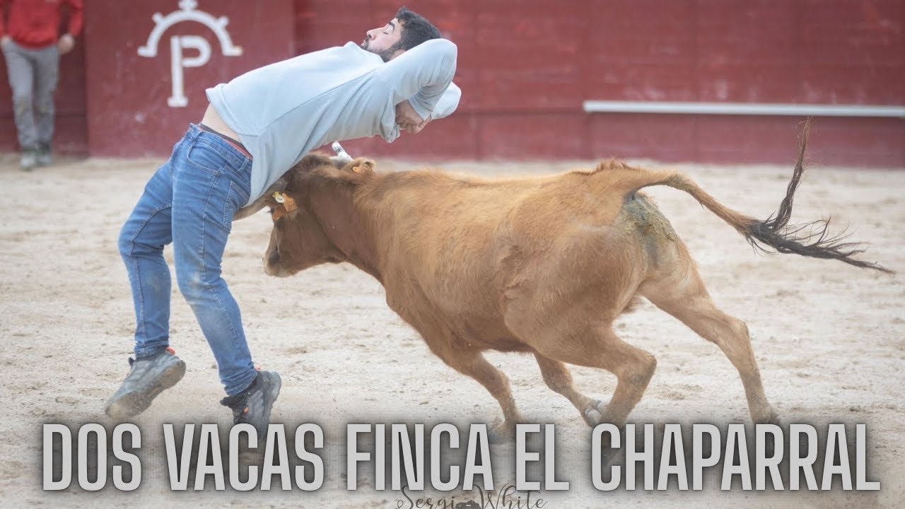 CAPEA PRIVADA FINCA EL CHAPARRAL CON DOS VACAS BRAVAS 