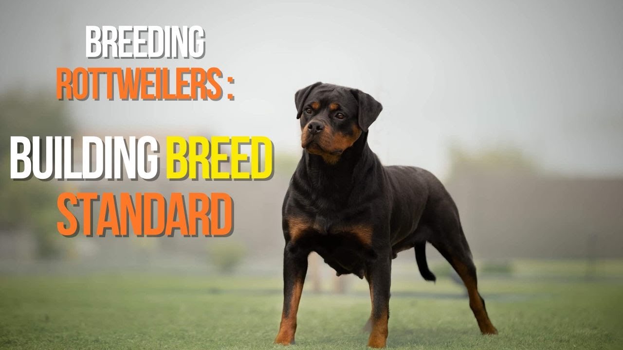 Breeding Rottweilers: Building Breed Standard