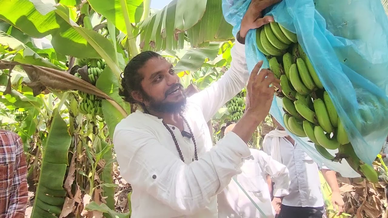 5068-mp Export Banana G-9 + Farming 70/30 केला खेती बड़वानी में 9425738222 किसानपाठशाला FARMERSCHOOL