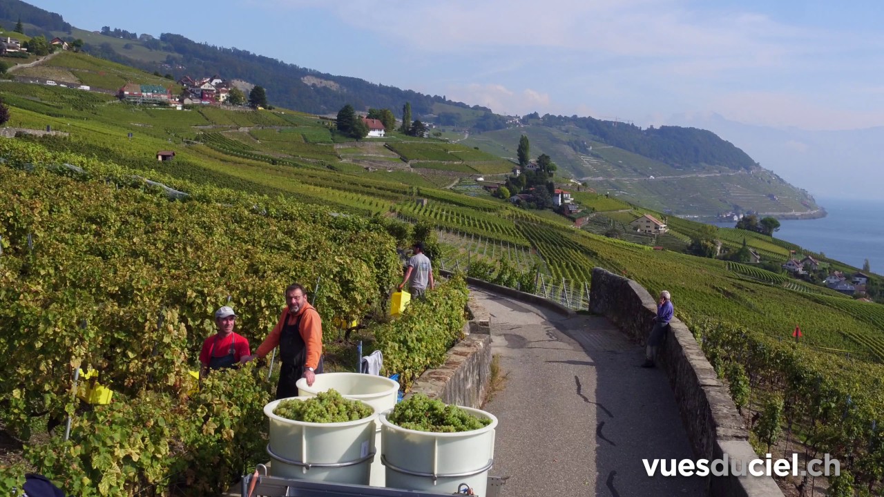 Images drone des Vendanges à Grandvaux en Suisse